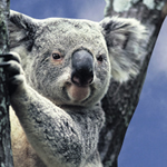 Australian Koala
