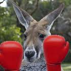 Boxing Kangaroo